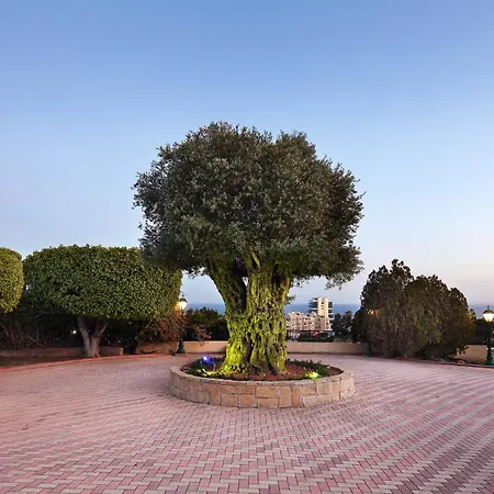 Olive Tree דירה